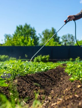 Colorado patates böceklerine patates püskürtmek. Seçici odaklanma. Doğa.