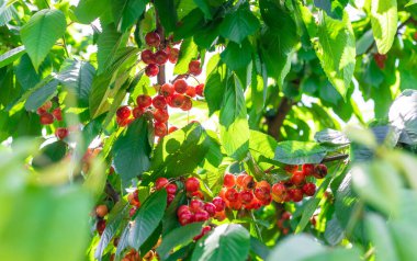 Bahçedeki bir ağaçta kirazlar çatladı ve çürüdü. Seçici odaklanma. Doğa.
