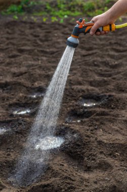 Bahçeyi suluyorum. Seçici odaklanma. Doğa.