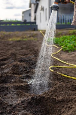 Bahçeyi suluyorum. Seçici odaklanma. Doğa.