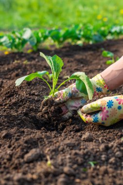 Bahçeye lahana ekiyorum. Seçici odaklanma. Doğa.