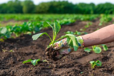 Bahçeye lahana ekiyorum. Seçici odaklanma. Doğa.