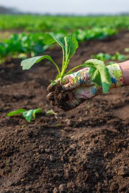Bahçeye lahana ekiyorum. Seçici odaklanma. Doğa.