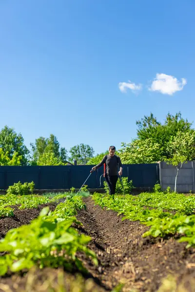 Colorado patates böceklerine patates püskürtmek. Seçici odaklanma. Doğa.