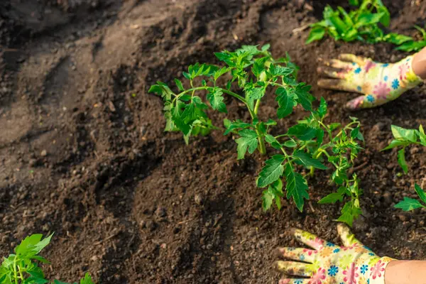Bahçeye domates ekiyorum. Seçici odaklanma. Doğa.