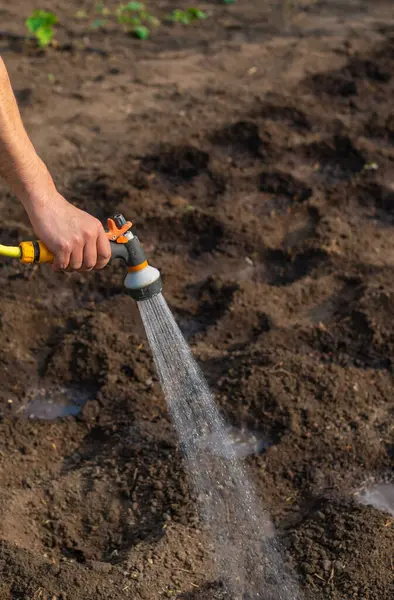 Bahçeyi suluyorum. Seçici odaklanma. Doğa.