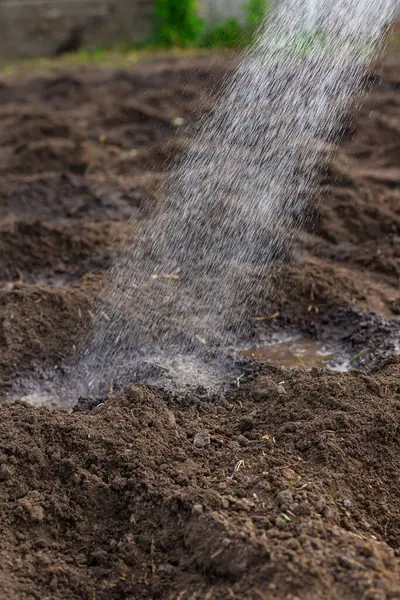 Bahçeyi suluyorum. Seçici odaklanma. Doğa.