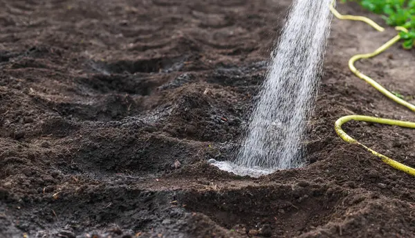 Bahçeyi suluyorum. Seçici odaklanma. Doğa.