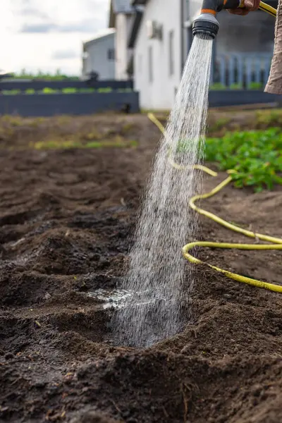 Bahçeyi suluyorum. Seçici odaklanma. Doğa.