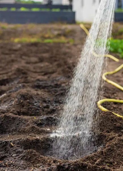 Bahçeyi suluyorum. Seçici odaklanma. Doğa.