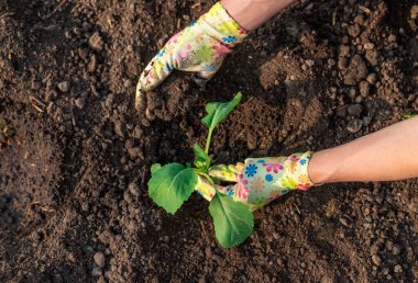 Bahçeye lahana ekiyorum. Seçici odaklanma. Doğa.