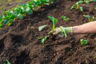 Bahçeye lahana ekiyorum. Seçici odaklanma. Doğa.