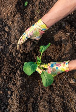 Bahçeye lahana ekiyorum. Seçici odaklanma. Doğa.