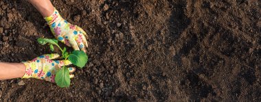 Bahçeye lahana ekiyorum. Seçici odaklanma. Doğa.