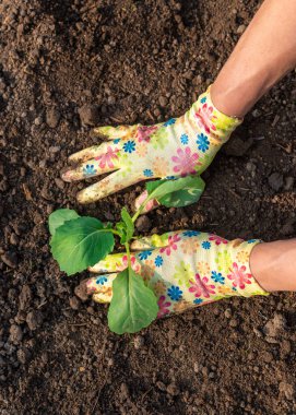 Bahçeye lahana ekiyorum. Seçici odaklanma. Doğa.