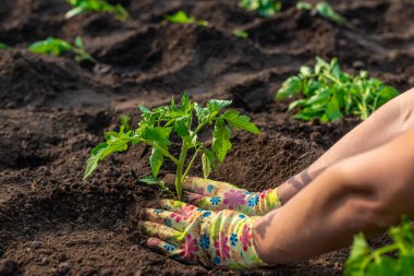 Bahçeye domates ekiyorum. Seçici odaklanma. Doğa.