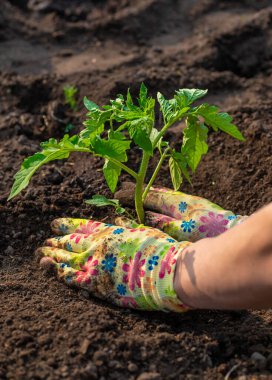 Bahçeye domates ekiyorum. Seçici odaklanma. Doğa.