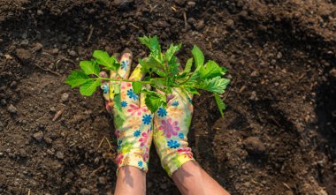Bahçeye domates ekiyorum. Seçici odaklanma. Doğa.