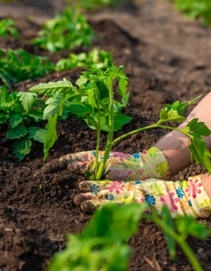 Bahçeye domates ekiyorum. Seçici odaklanma. Doğa.