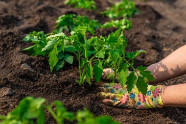 Bahçeye domates ekiyorum. Seçici odaklanma. Doğa.