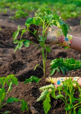 Bahçeye domates ekiyorum. Seçici odaklanma. Doğa.