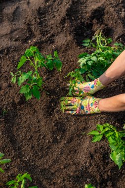 Bahçeye domates ekiyorum. Seçici odaklanma. Doğa.