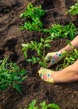 Bahçeye domates ekiyorum. Seçici odaklanma. Doğa.