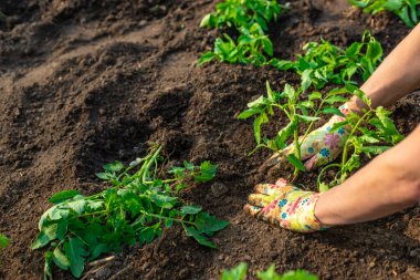 Bahçeye domates ekiyorum. Seçici odaklanma. Doğa.