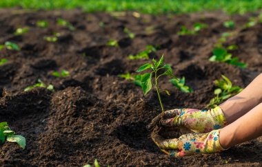 Bahçeye biber ekiyorum. Seçici odaklanma. Doğa.