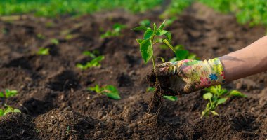 Bahçeye biber ekiyorum. Seçici odaklanma. Doğa.