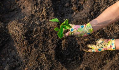 Bahçeye biber ekiyorum. Seçici odaklanma. Doğa.