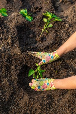 Bahçeye biber ekiyorum. Seçici odaklanma. Doğa.