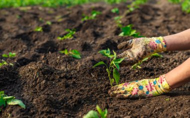 Bahçeye biber ekiyorum. Seçici odaklanma. Doğa.