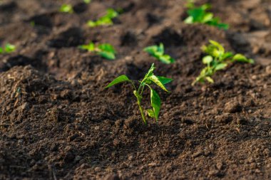Bahçeye biber ekiyorum. Seçici odaklanma. Doğa.