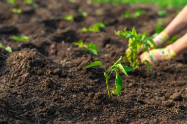 Bahçeye biber ekiyorum. Seçici odaklanma. Doğa.