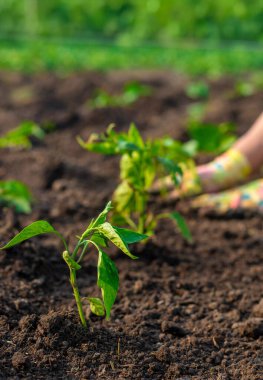 Bahçeye biber ekiyorum. Seçici odaklanma. Doğa.