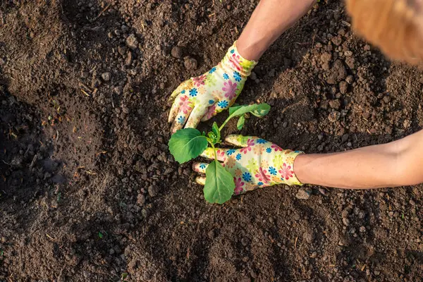 Bahçeye lahana ekiyorum. Seçici odaklanma. Doğa.