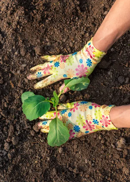 Bahçeye lahana ekiyorum. Seçici odaklanma. Doğa.