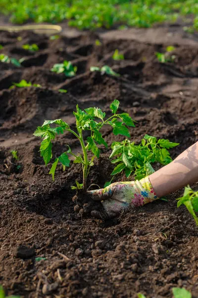Bahçeye domates ekiyorum. Seçici odaklanma. Doğa.