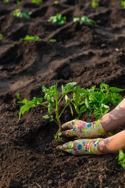 Bahçeye domates ekiyorum. Seçici odaklanma. Doğa.