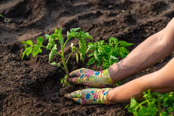 Bahçeye domates ekiyorum. Seçici odaklanma. Doğa.