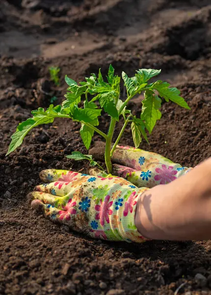 Bahçeye domates ekiyorum. Seçici odaklanma. Doğa.