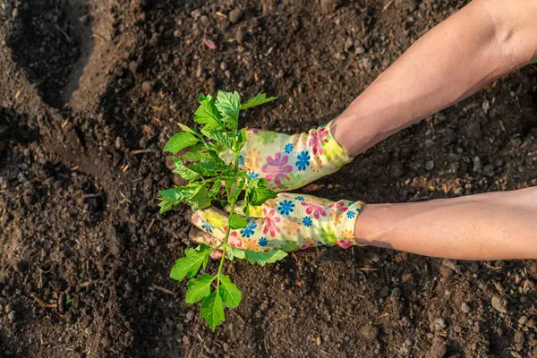 Bahçeye domates ekiyorum. Seçici odaklanma. Doğa.