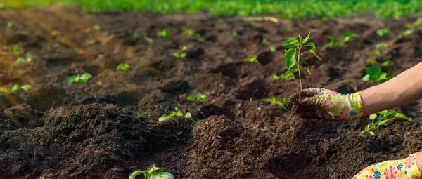 Bahçeye biber ekiyorum. Seçici odaklanma. Doğa.
