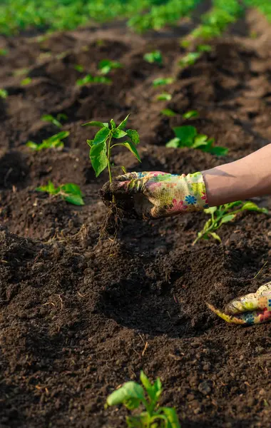Bahçeye biber ekiyorum. Seçici odaklanma. Doğa.