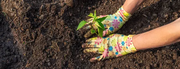 Bahçeye biber ekiyorum. Seçici odaklanma. Doğa.