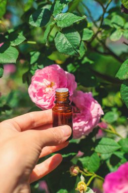 Şişede gül yağı var. Seçici odaklanma. Spa.
