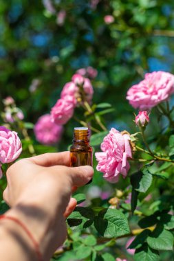 Şişede gül yağı var. Seçici odaklanma. Spa.