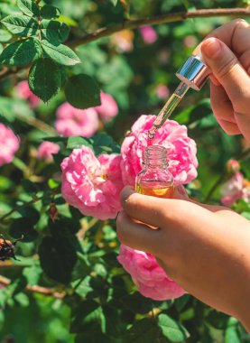 Şişede gül yağı var. Seçici odaklanma. Spa.