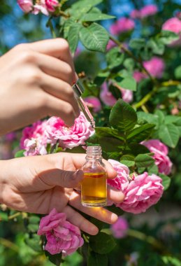 Şişede gül yağı var. Seçici odaklanma. Spa.